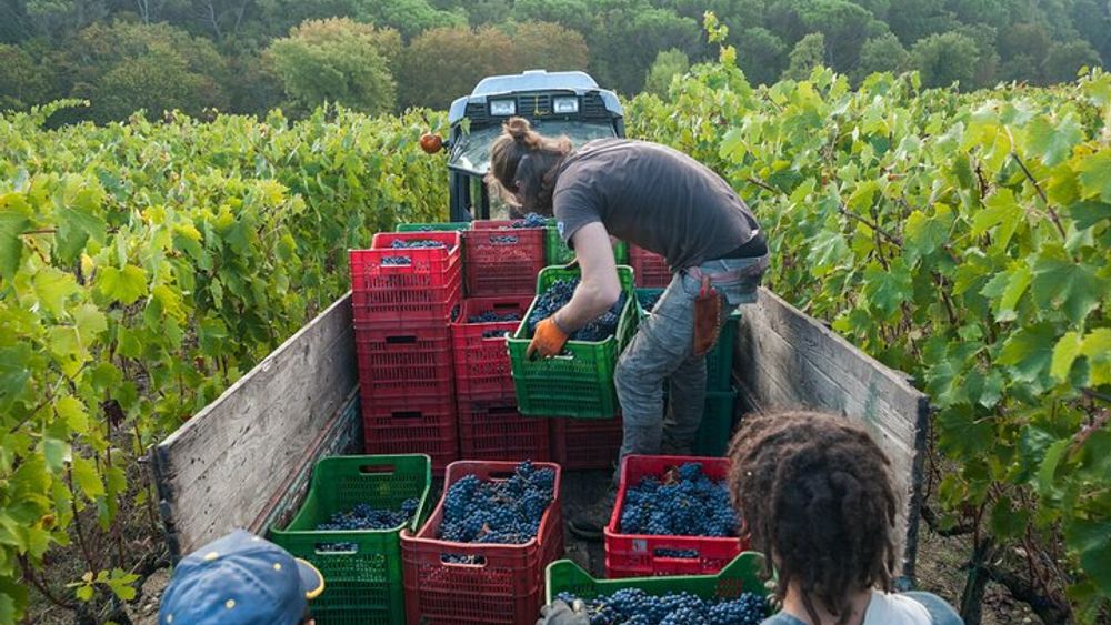 Chianti Wine Region Half Day Experience From Florence