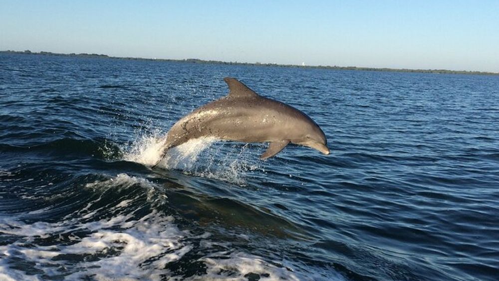 St. Petersburg Dolphin Watching Nature Eco Cruise