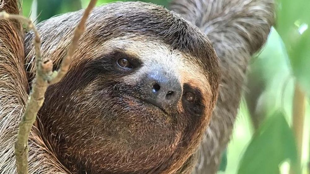 Manuel Antonio National Park Group Guided Tour