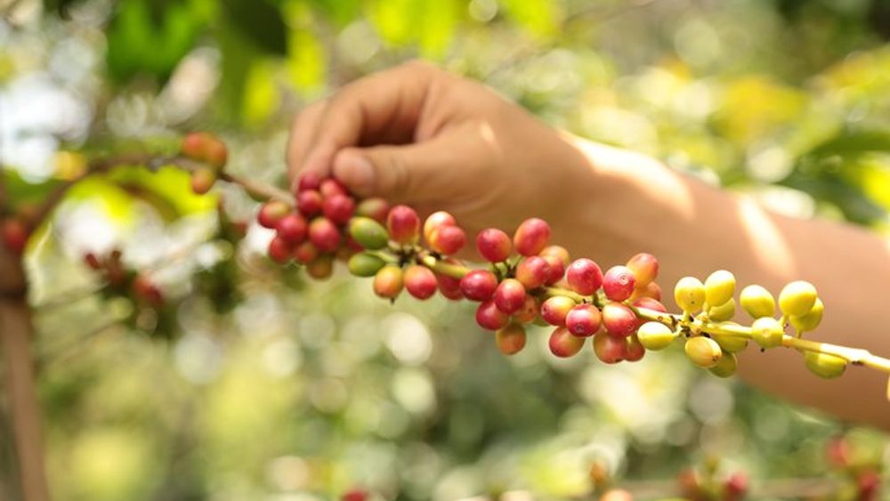Hands-On Tour to Coffee Plantation from Bogota Option basic