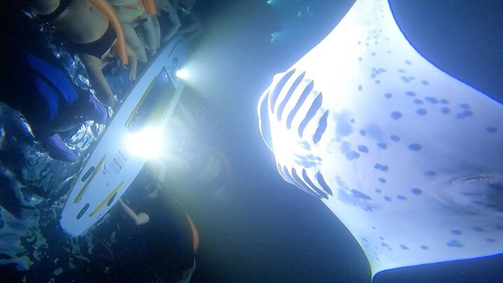 Big Island Small-Group Manta Ray Night Snorkel Tour
