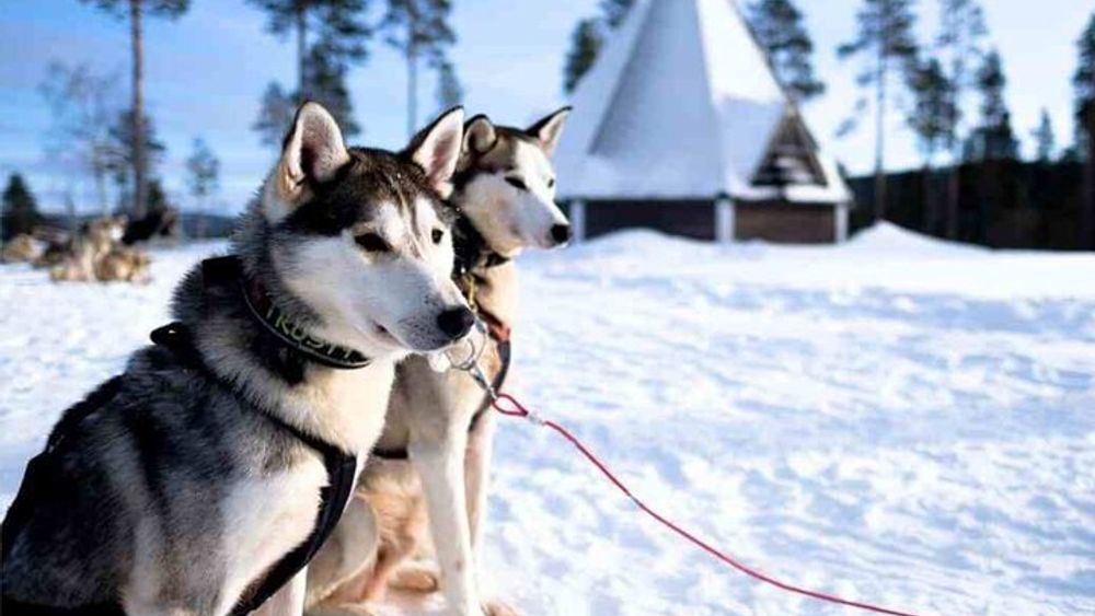 Rovaniemi: Husky Safari Tour & 6-10 km Self-Driving Mushing