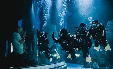 Dive with the Sharks at Cairns Aquarium