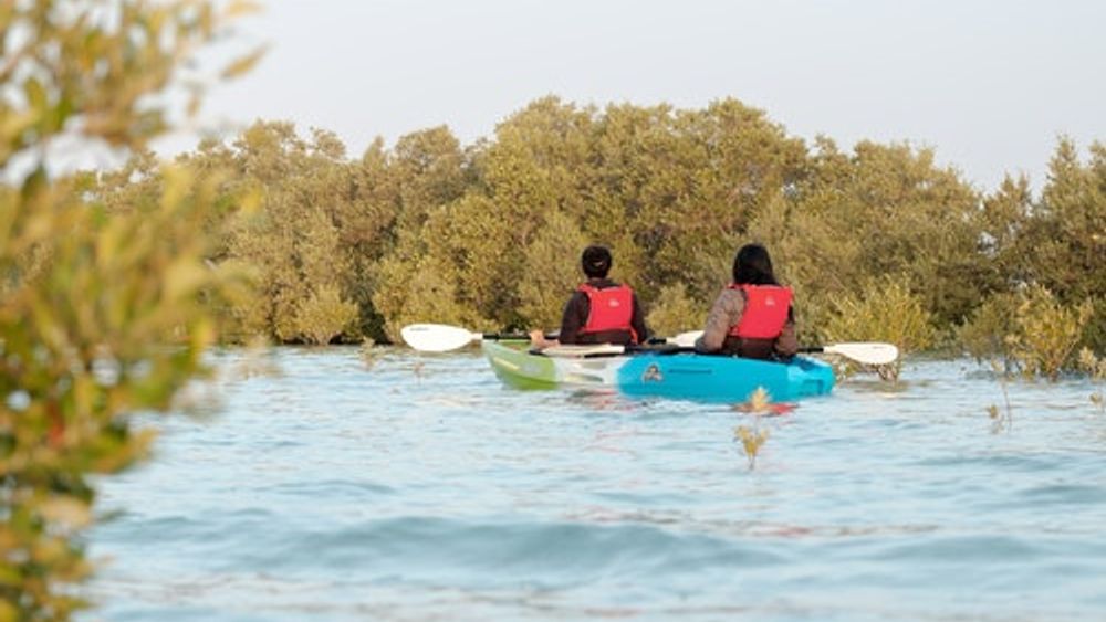 Guided Kayak Tour in the Mangroves