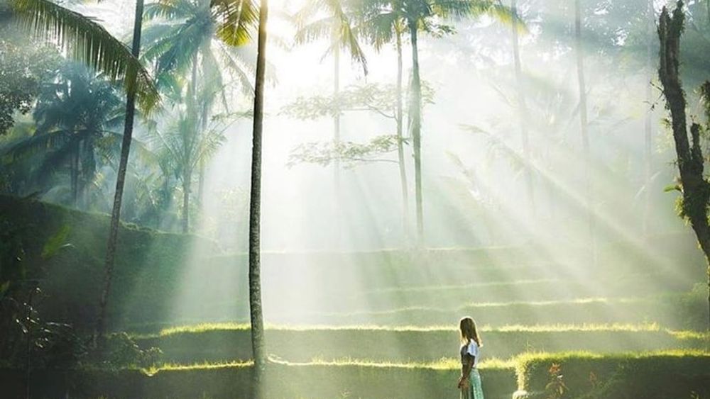 Ubud Monkey Forest, Holy Water Temple & Hot Springs Tours