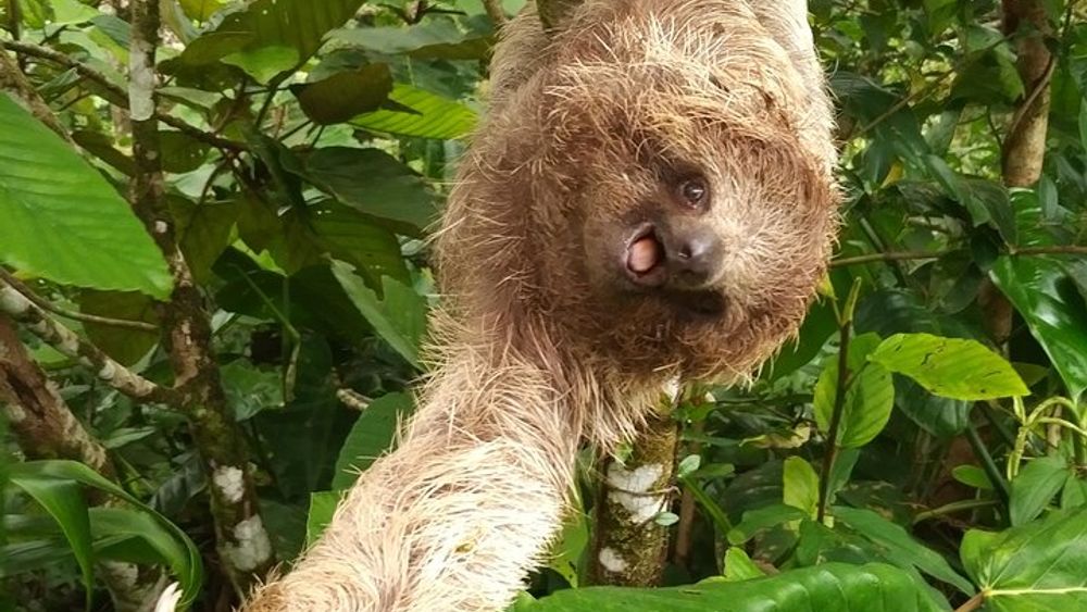 Excellent Wildlife Tour in Bijagua de Upala
