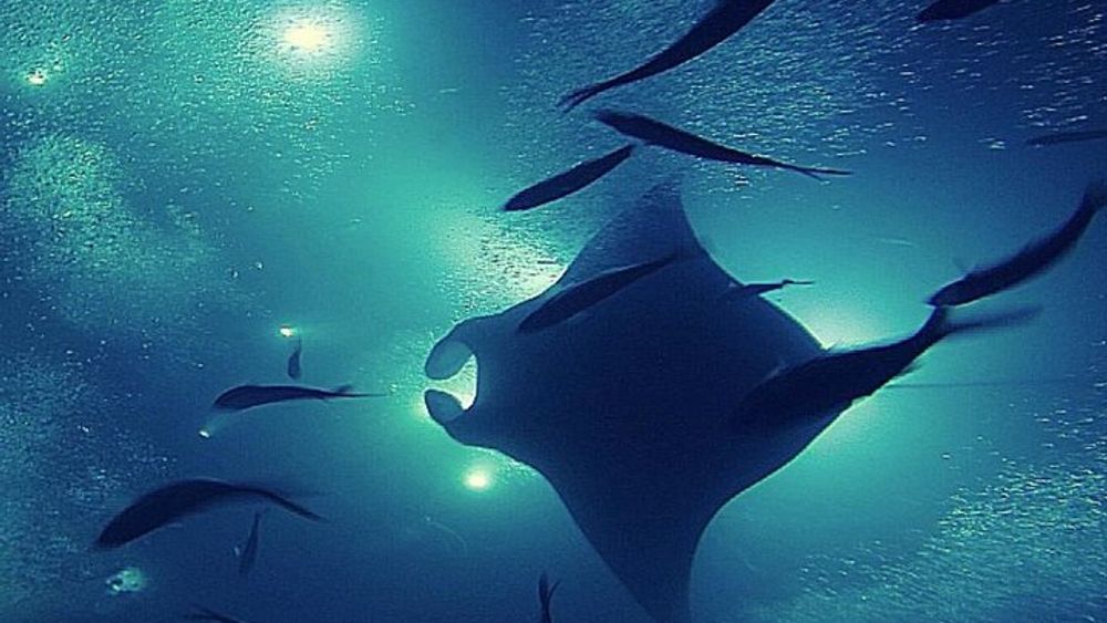 Kailua Kona Manta Ray Small-Group Guided Night Snorkeling Tour