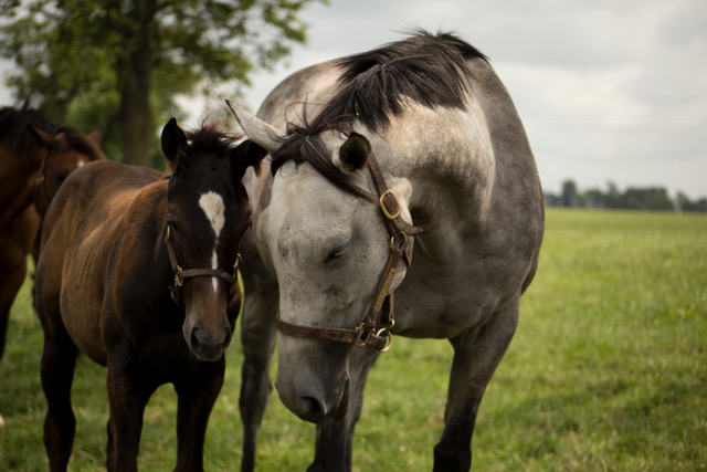 Thoroughbred Nursery Tour 