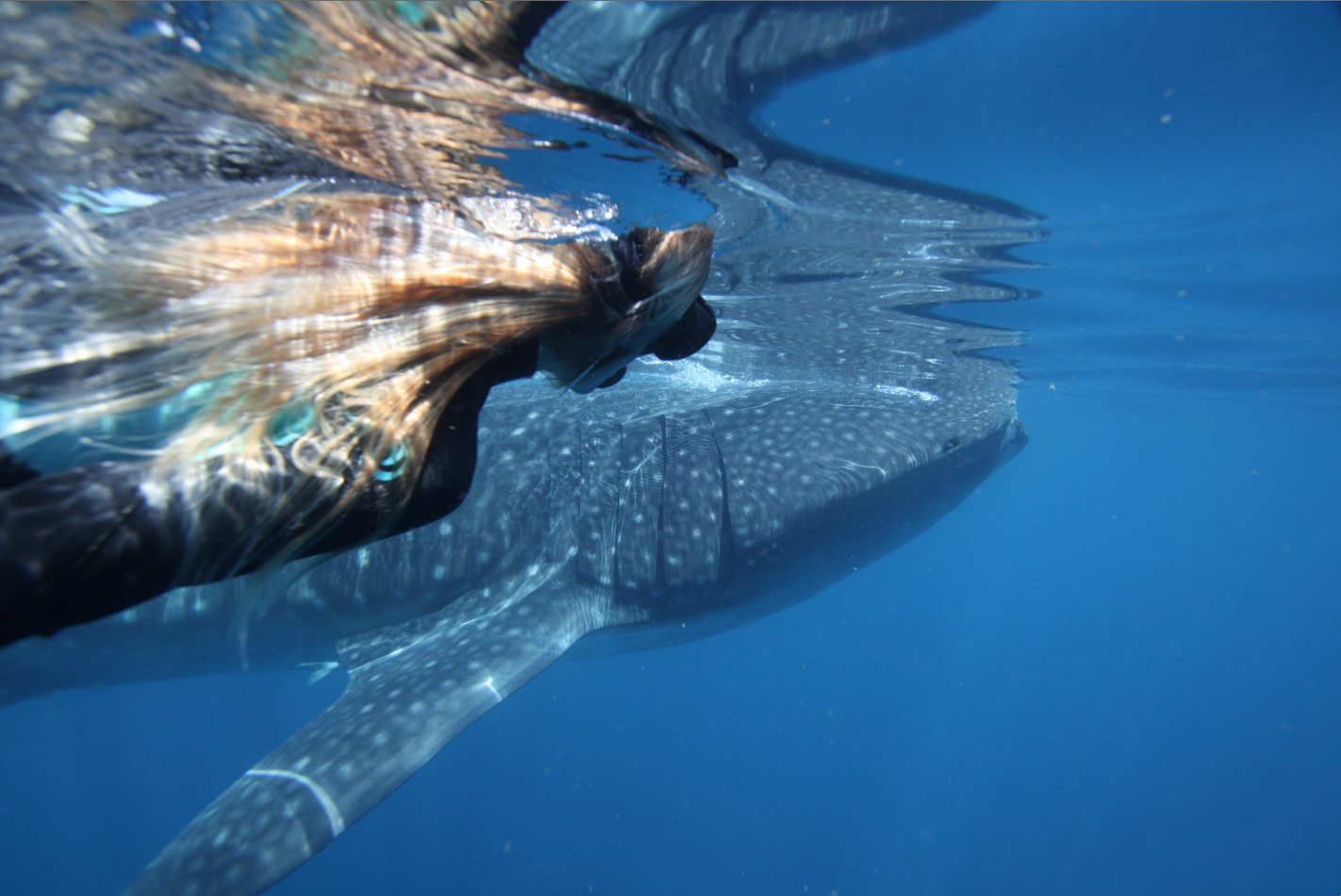 Ningaloo Whale Shark Swim on a Powerboat