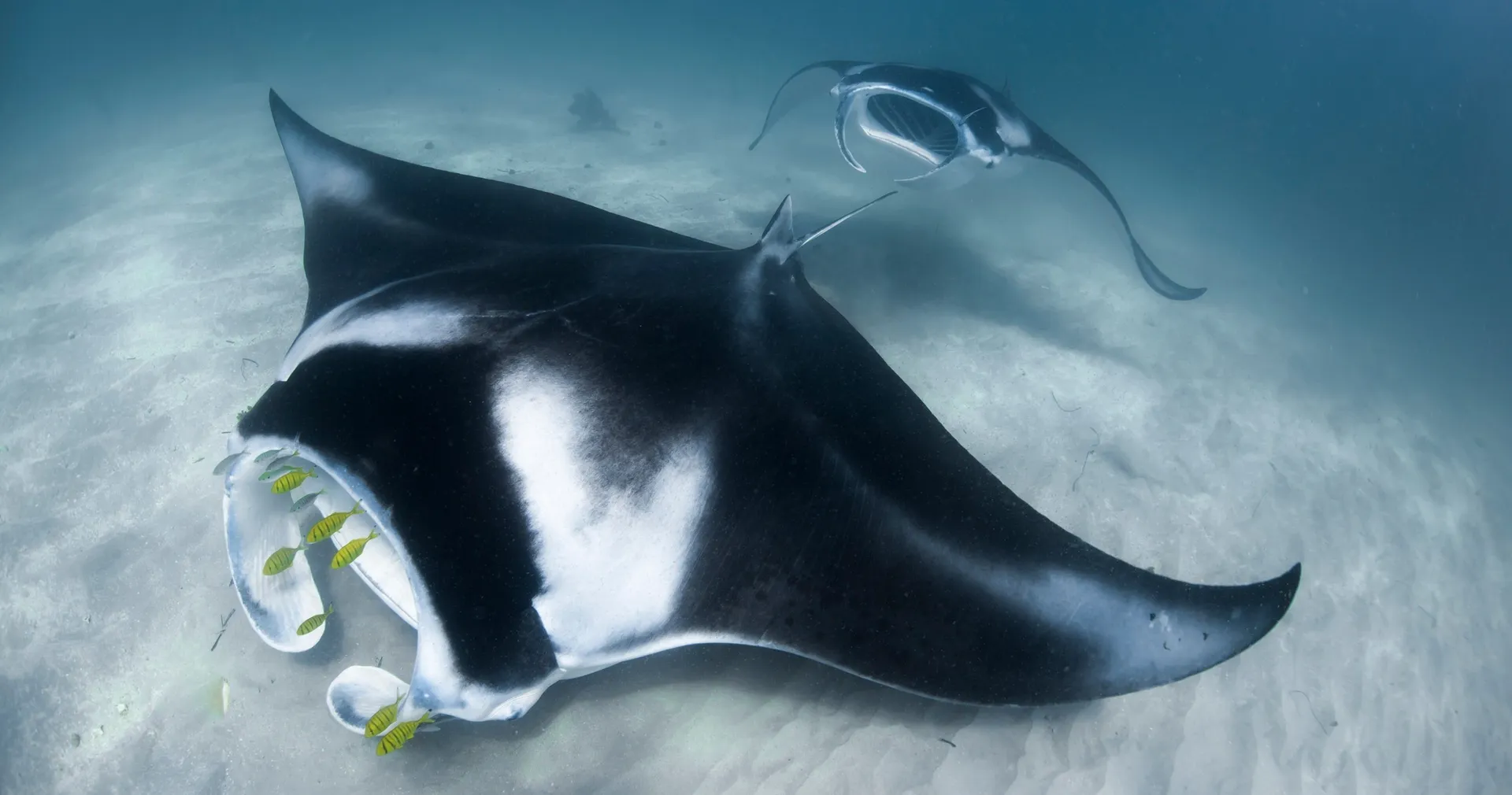 Ningaloo Adventure and Manta Ray Tour Full Day