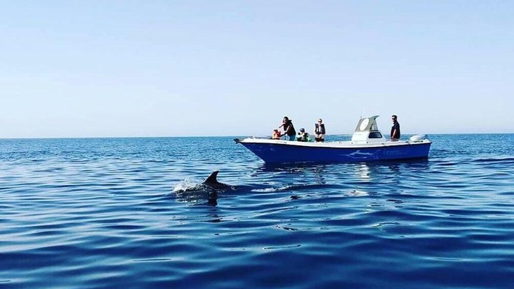 Dolphin Watching and Tour in the Arrábida Natural Park