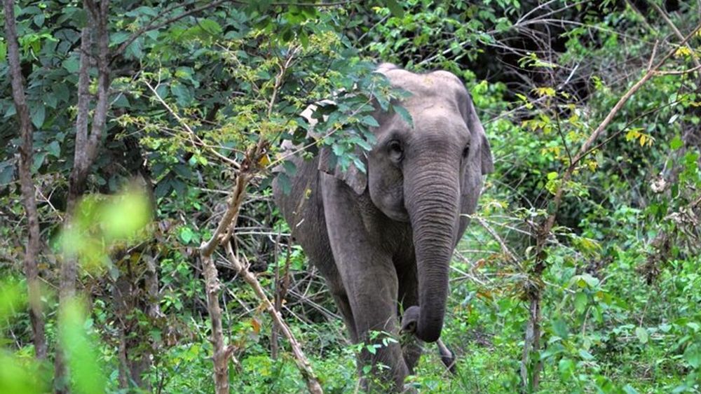 Cha-am Elephant and Animal Tour in Kuiburi National Park