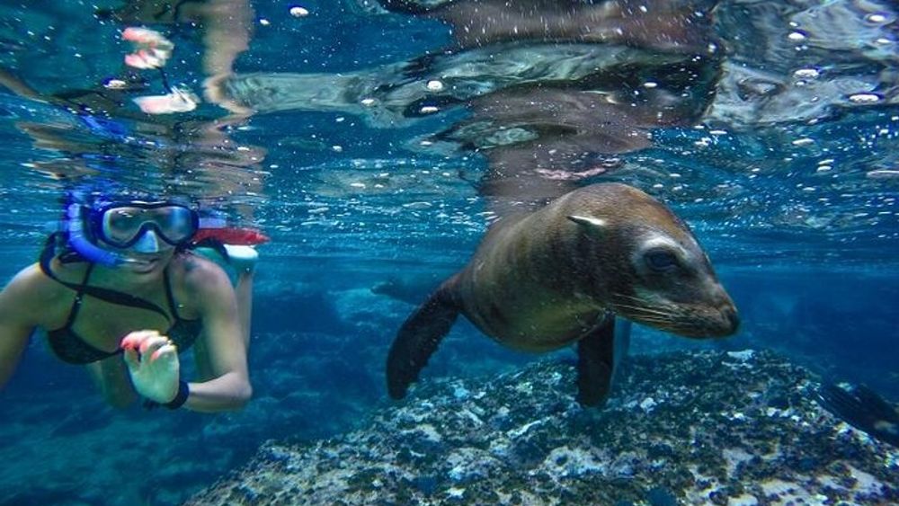 Cabo San Lucas Pelican Rock Small-Group Snorkeling Tour