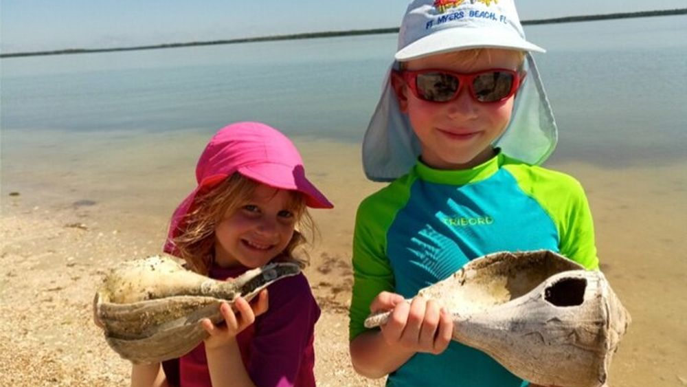 Ten Thousand Islands Small-Group Wildlife and Shelling Tour