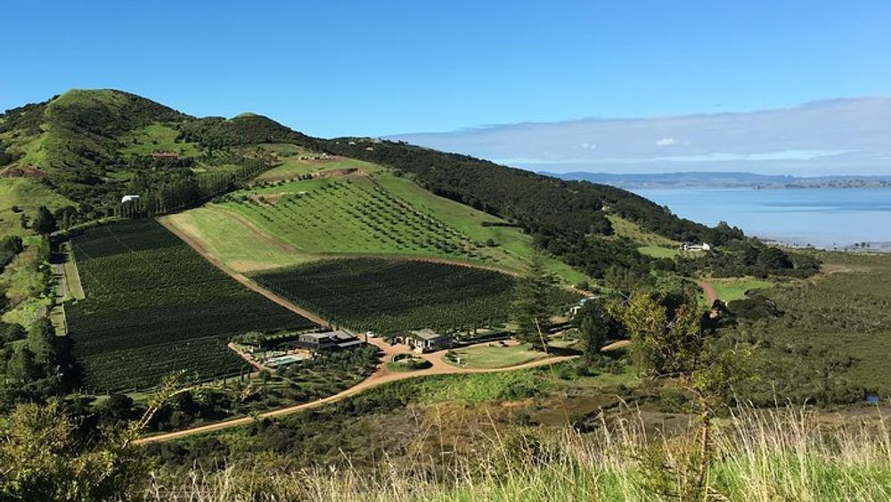 Waiheke Island Vineyards and Bush Walk