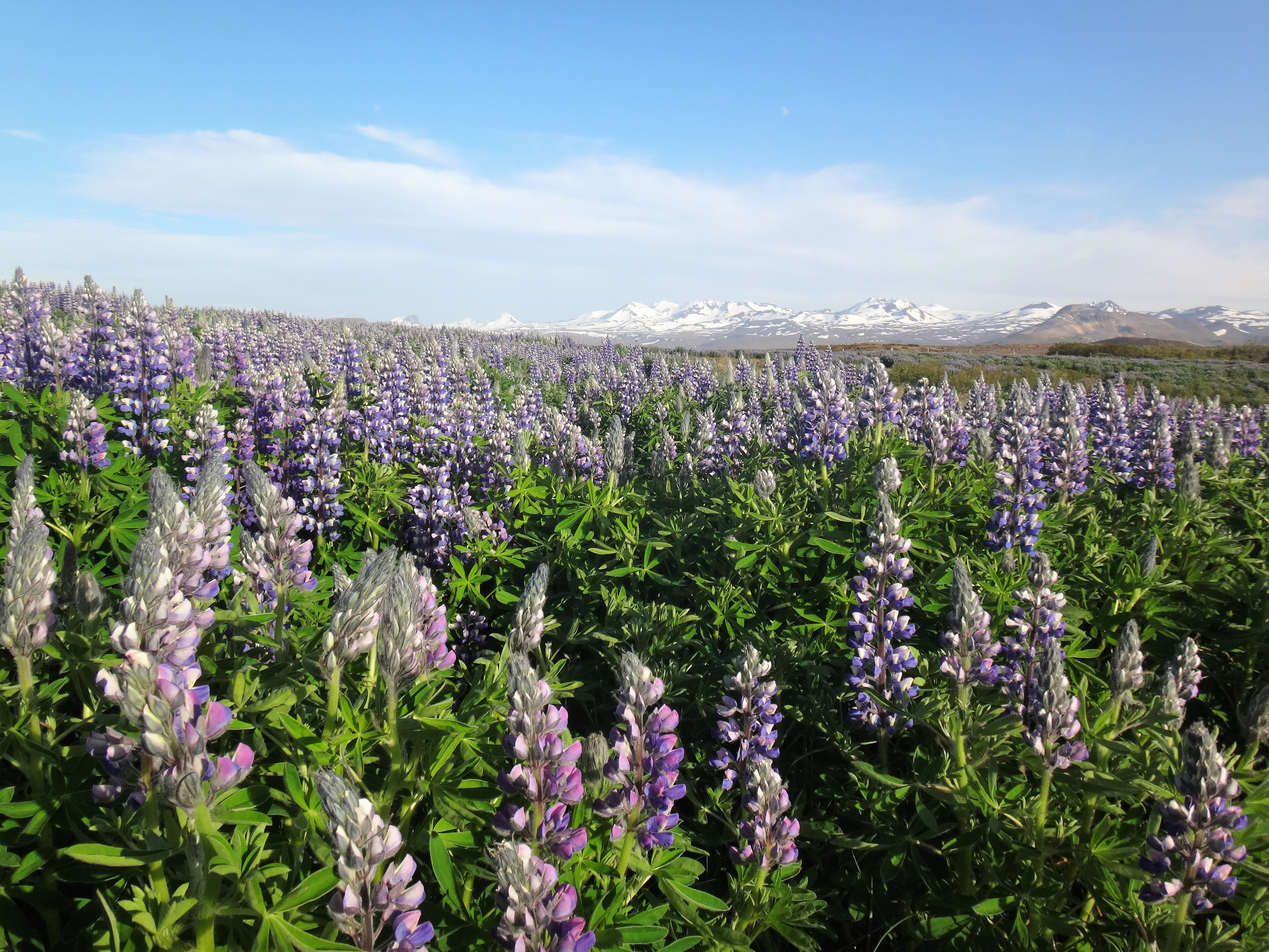 Midnight Sun Experience, Secret Lagoon and Dinner 