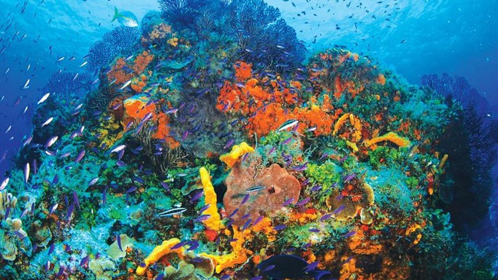 Puerto Morelos Half-Day Beginner Scuba Diving