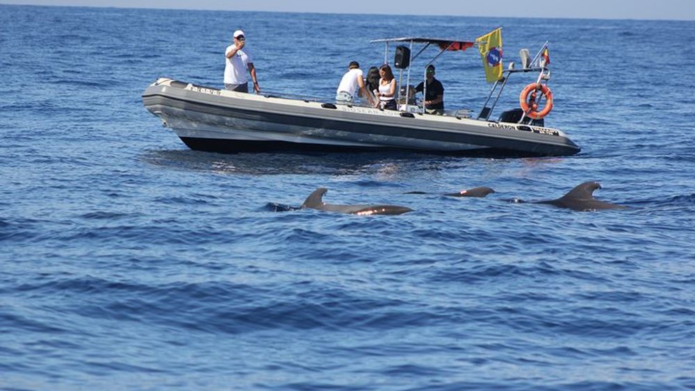 Tenerife Whale Watching and Marine Science Small-Group Tour