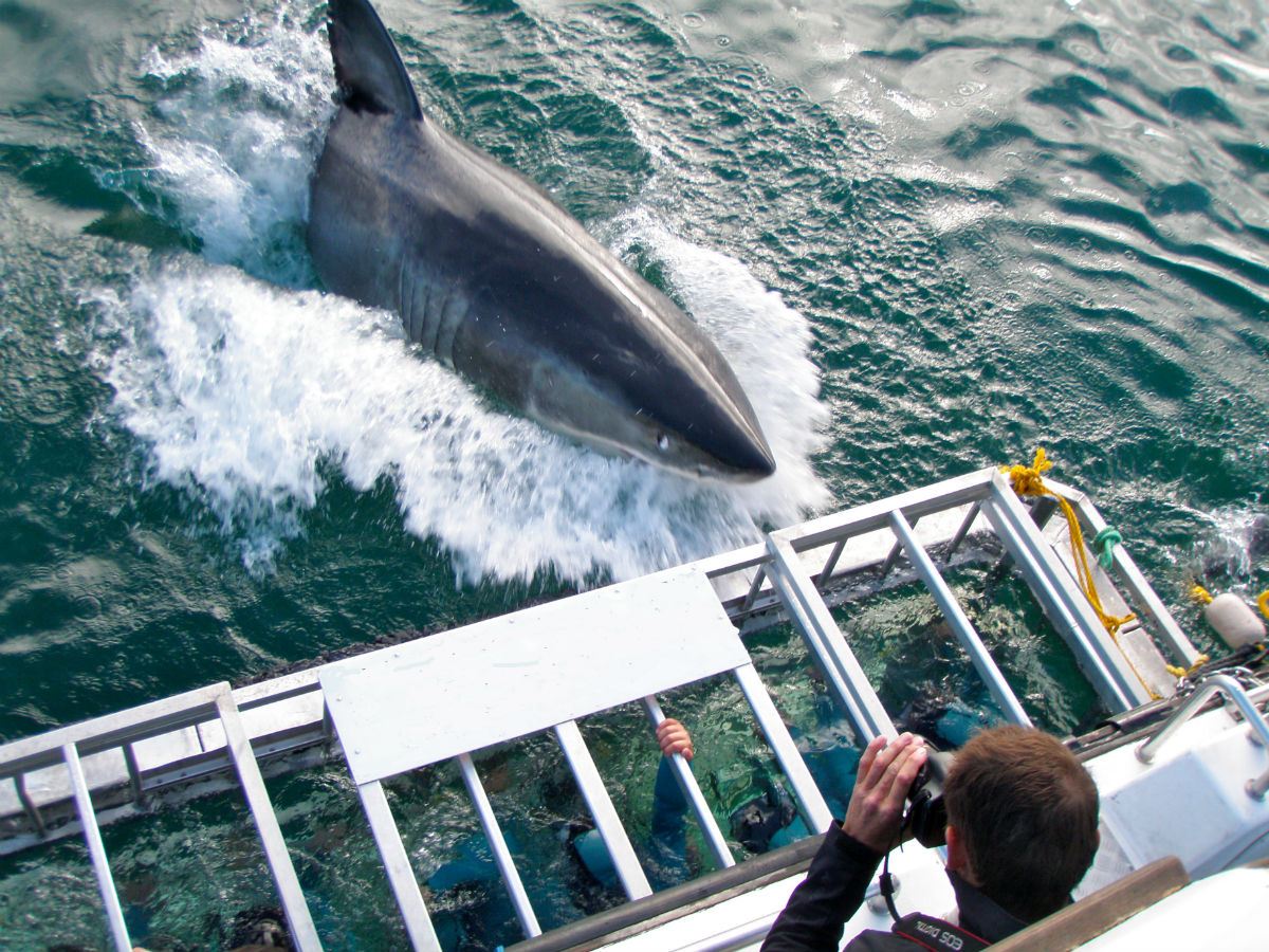 Shark Cage Diving In Gansbaai (Self Drive)