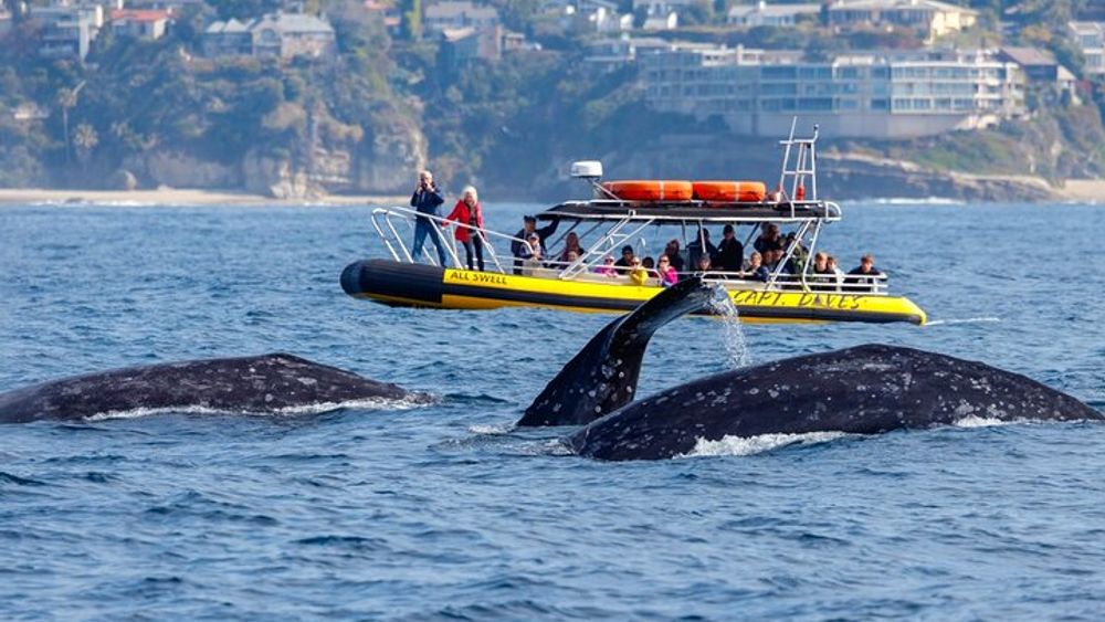 High Speed Zodiac Whale Watching Safari from Dana Point