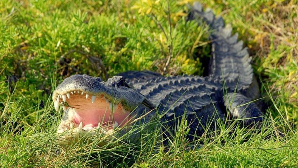 Wild Florida Adventure Package Tour with Transportation