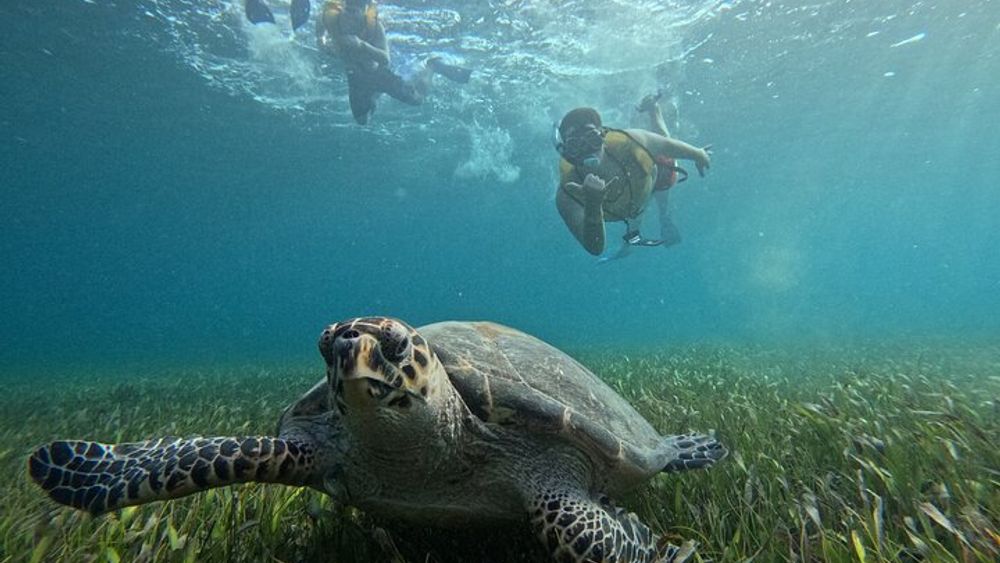 4-in-1 Non Swimmer Snorkeling: Free Transport Included