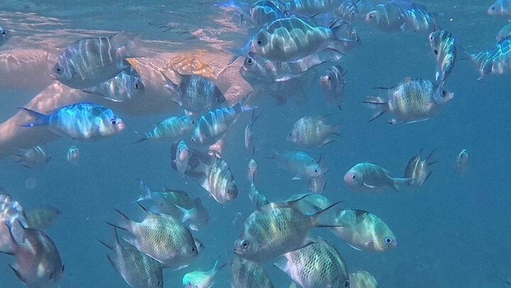 Oslob Whale Sharks, Sumilon Island, and Kawasan Falls Tour