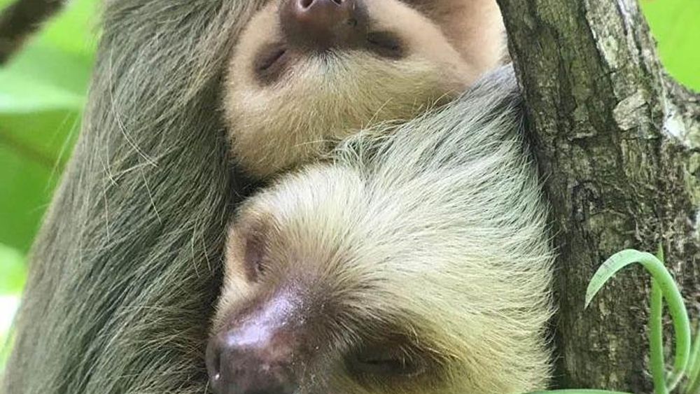 Guided Tour of Manuel Antonio National Park