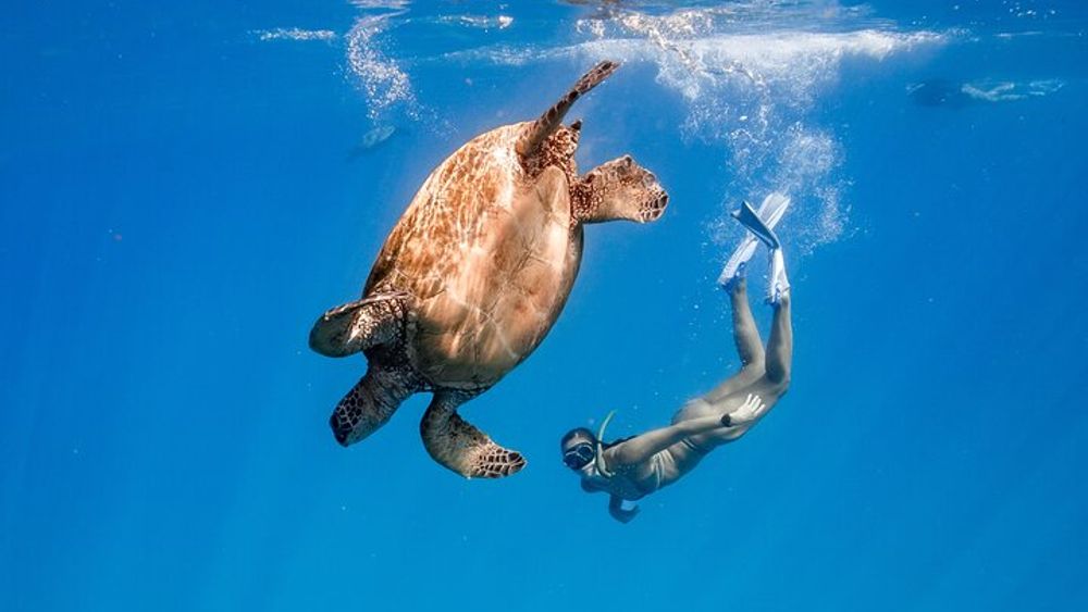 Honolulu Small-Group Turtle Canyon Snorkel Tour
