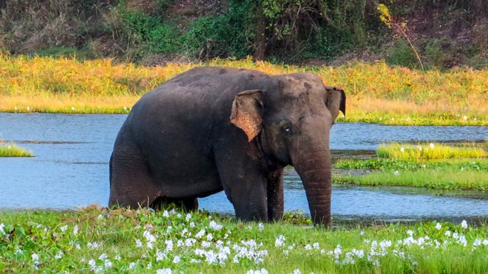 Wasgamuwa National Park Shared Safari