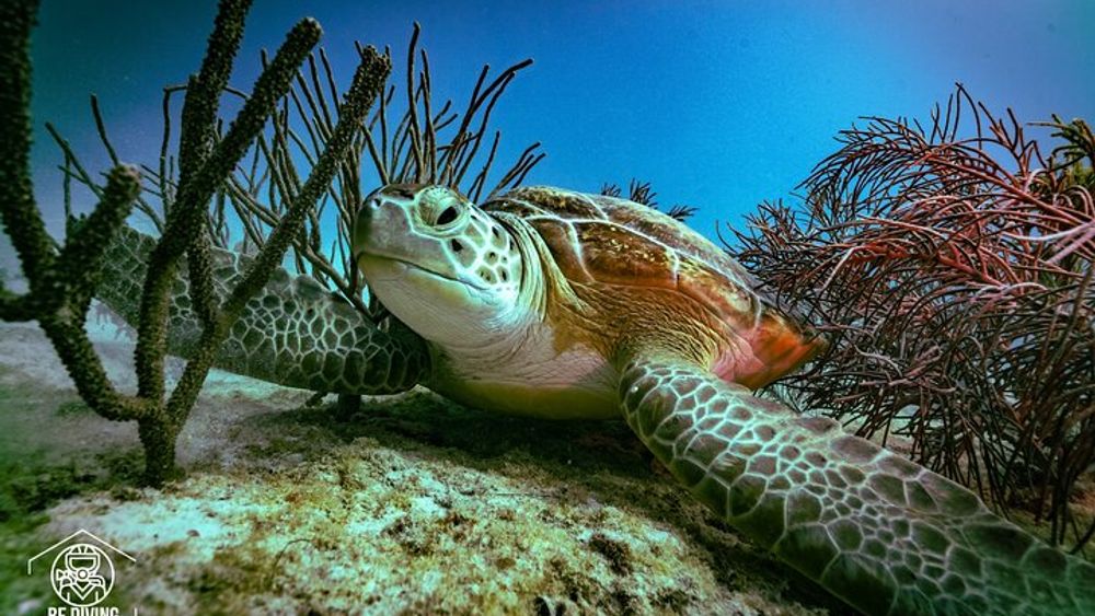 Cozumel Island: Scuba Diving Day Tour from Playa del Carmen