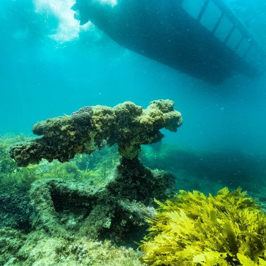Half Day Snorkel and Coral Viewing Exmouth Approx 3.5 - 4hrs