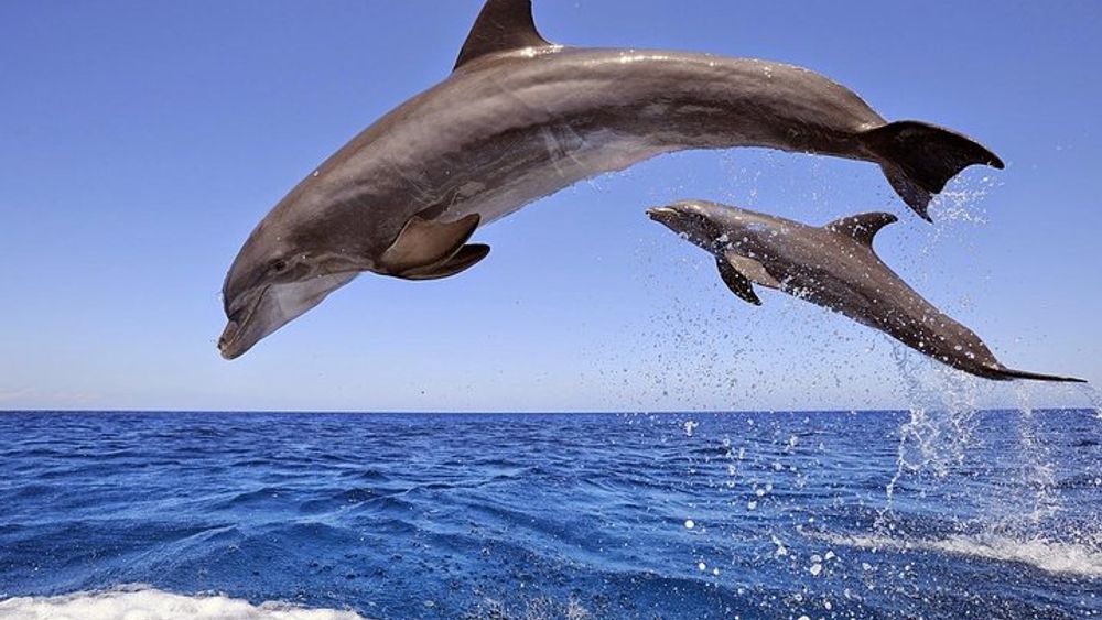 Dolphins Island Cruise