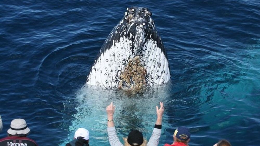 Whale Watching Tour with Spirit of Gold Coast