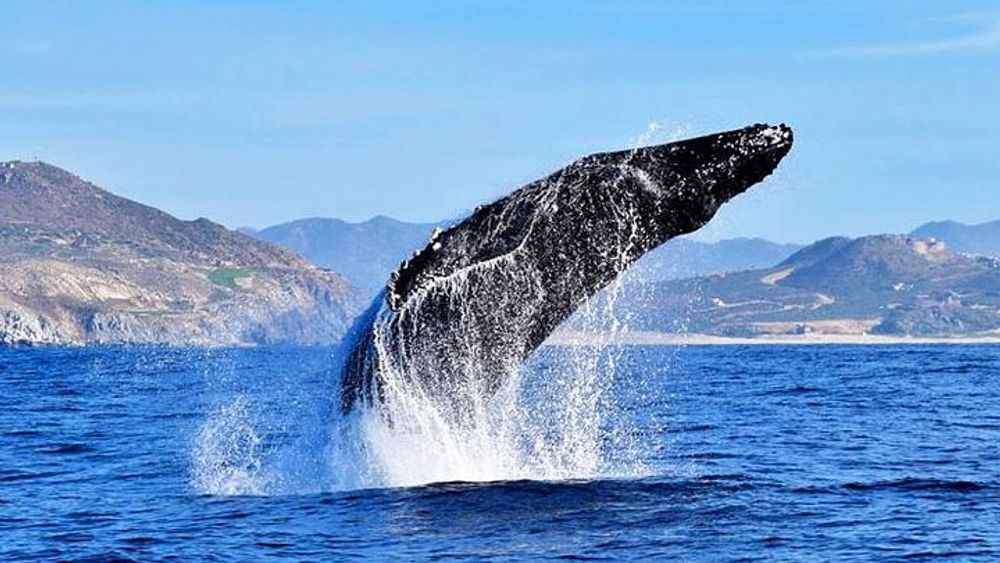 Cabo Group Whale Watching Tour - Sightings Guaranteed
