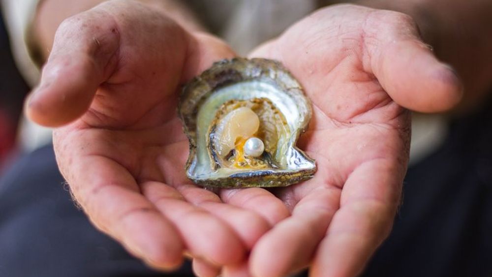 Broken Bay Pearl & Oyster Farm Tours