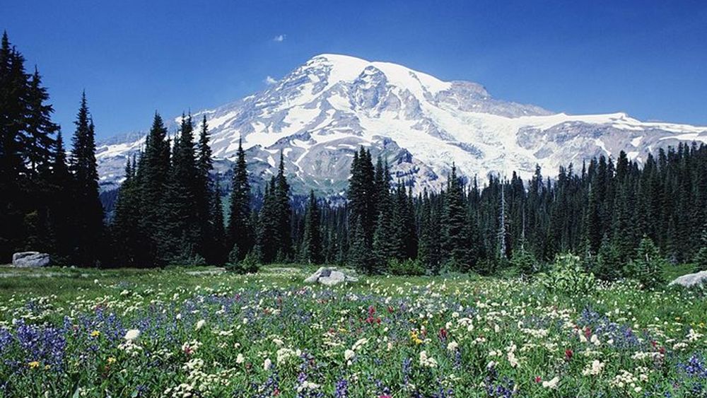 Seattle: Mt. Rainier National Park Full-Day Tour With Transit