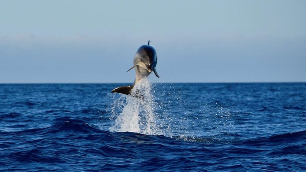 Lanzarote Small-Group Sea Safari from Puerto Calero