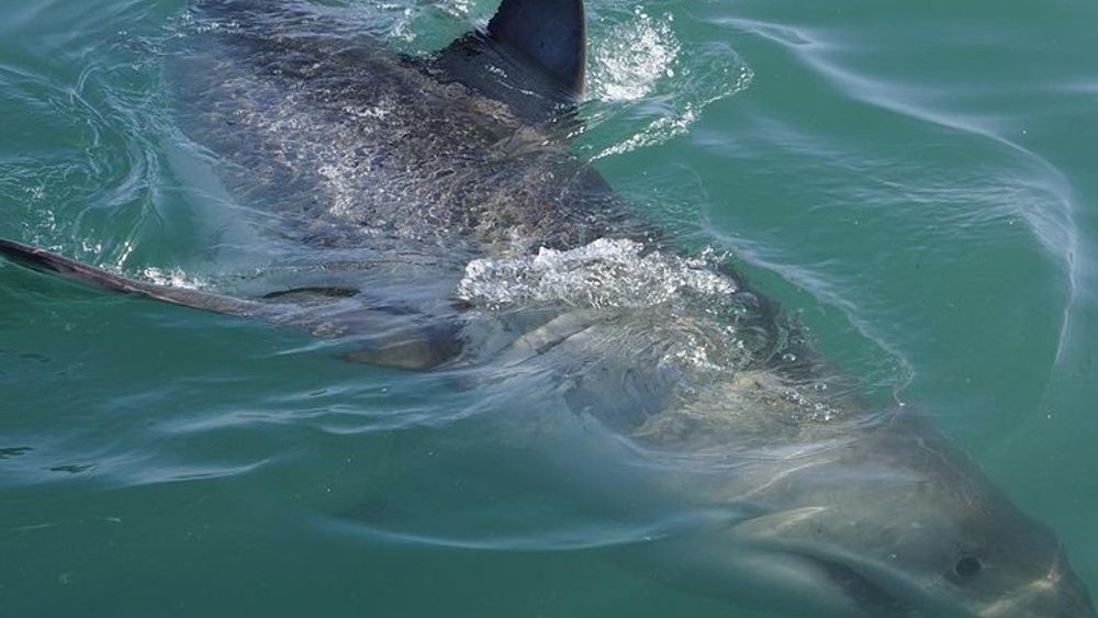 Gansbaai: Shark Viewing Experience from a Boat