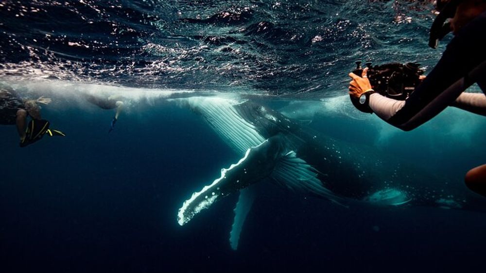 Gold Coast Swim with Whales Experience (Jun - Oct)