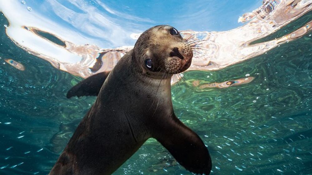 Espiritu Santo Island Snorkel and Sea Lion Group Adventure