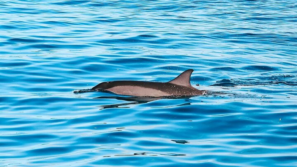 Kona Dolphin and Snorkel Tour with Lunch