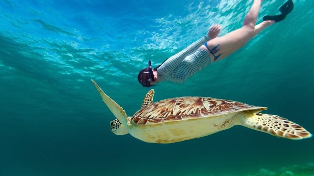 Snorkel with Turtles and Cenotes