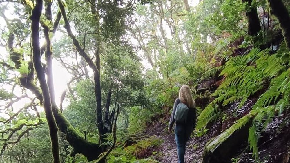 Tenerife: Hiking through Enchanted laurel forest Above Masca
