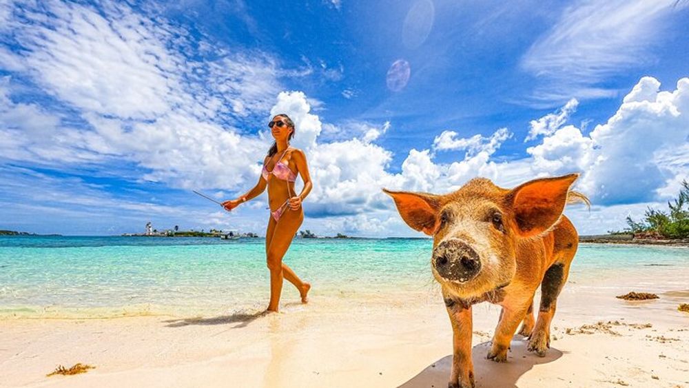 Swimming Pigs, Boat Tour, Snorkeling, Beach Break Package