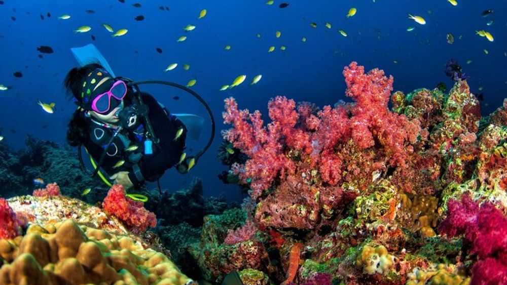 Shared Guided Diving Experience to Racha Yai and Racha Noi