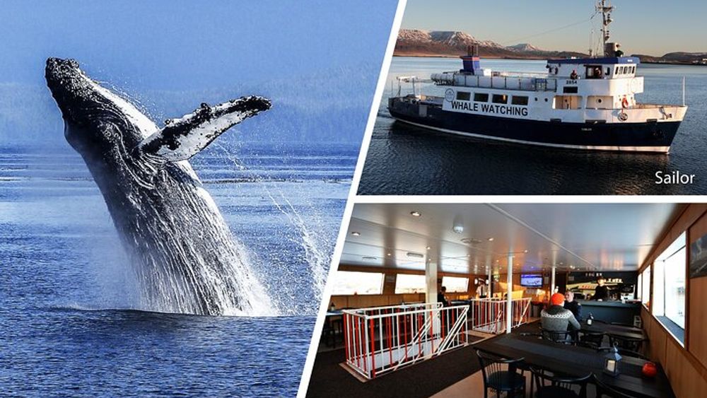 Reykjavik Whale-Watching and Wildlife Boat Tour