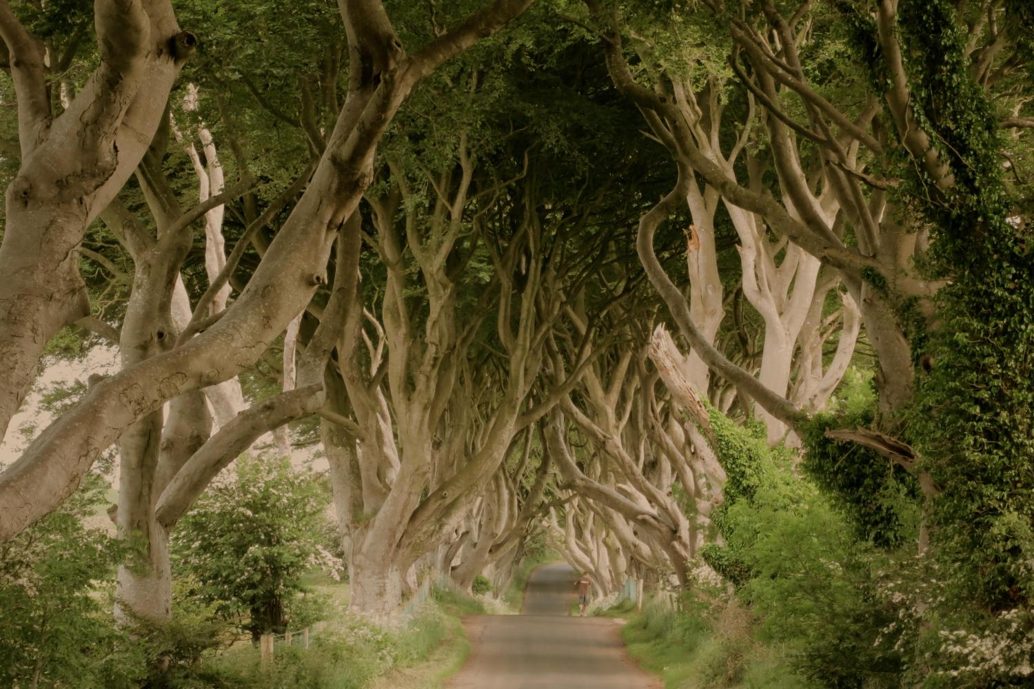 Giant‚Äôs Causeway Shuttle
