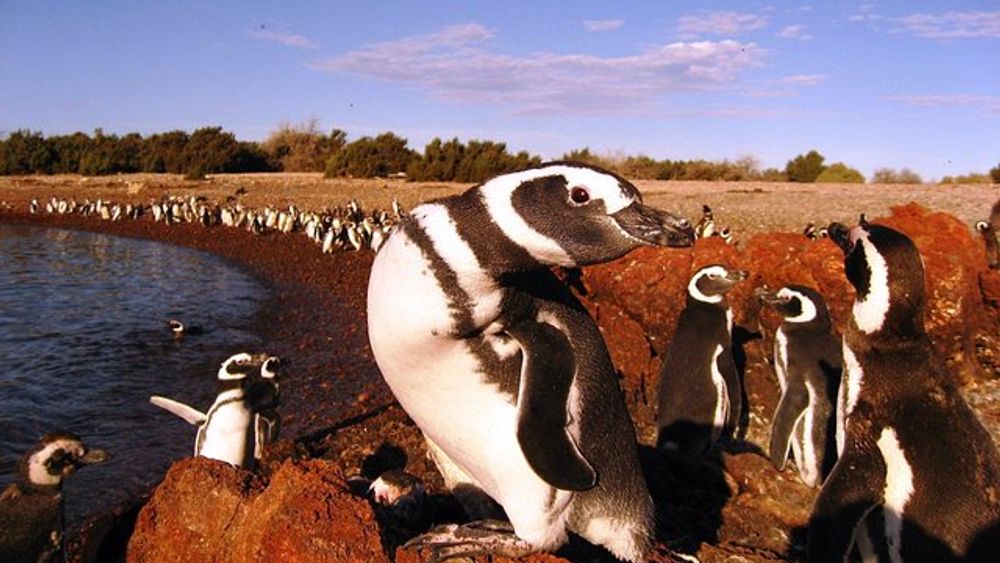 Punta Tombo Penguin Colony and Union Beach from Puerto Madryn