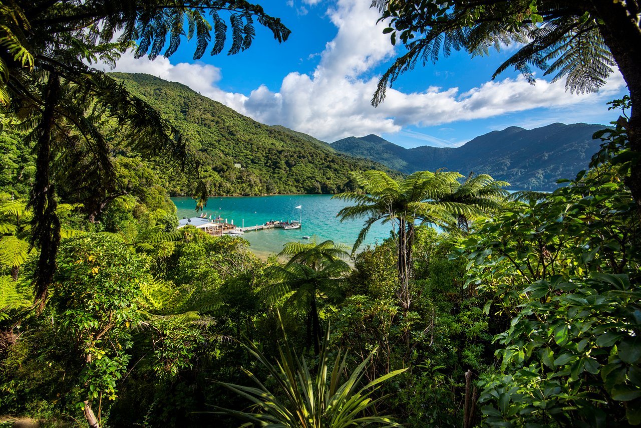 Day in the Sounds Punga Cove Resort